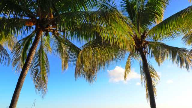 毛里求斯棕榈树图片