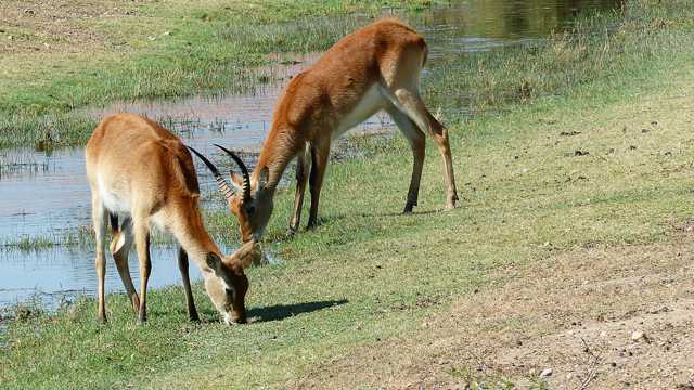 正在吃草的非洲羚羊