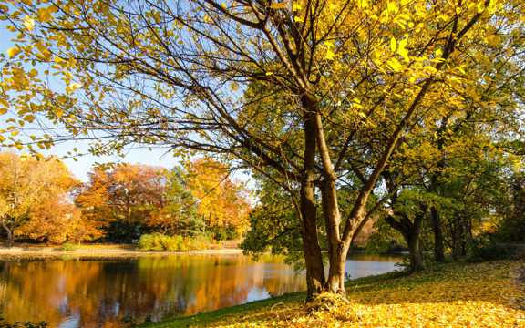 秋天的河岸树林风光