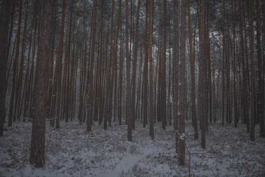 冬季树林里的细树干图片