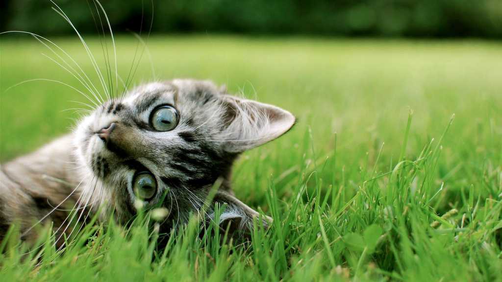 草地上的小猫图片