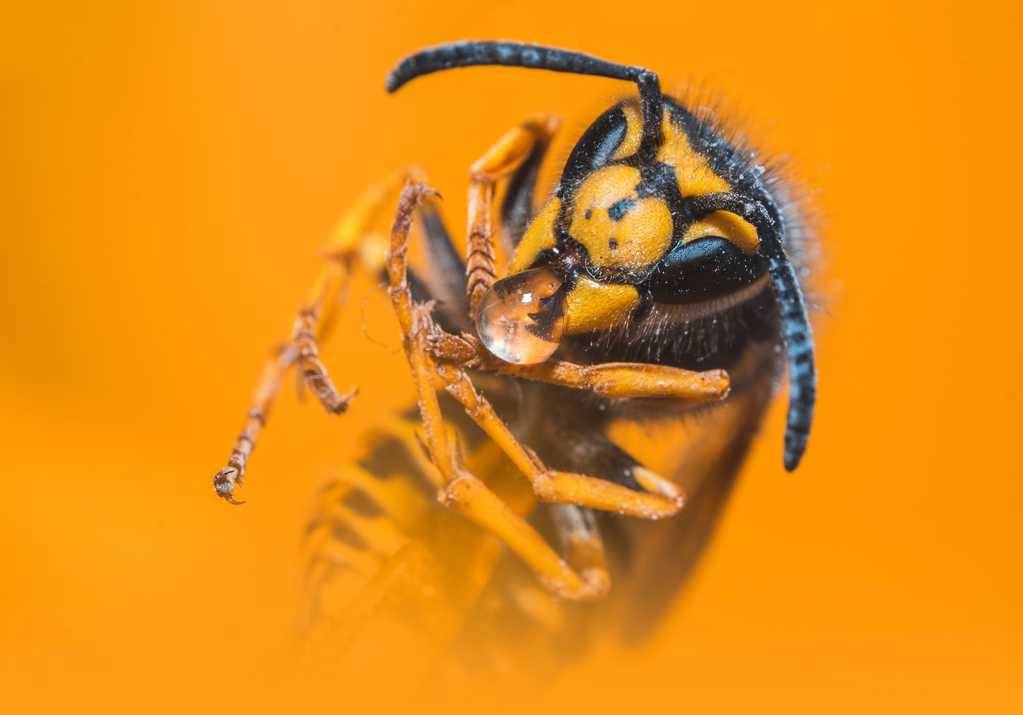 黄蜂微距摄影图片