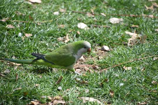 草场上绿色小鹦鹉图片
