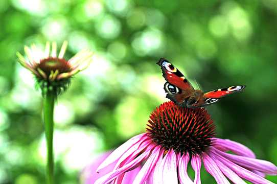 花丛中的孔雀蝴蝶