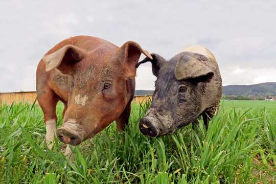 草地上的家猪图片
