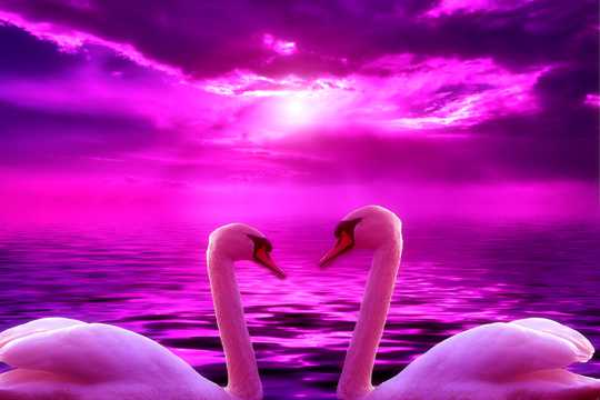 两只天鹅紫色梦幻图片