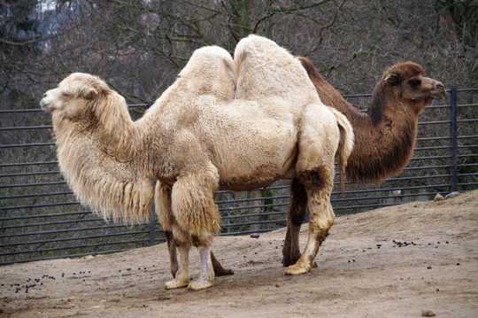 动物园骆驼欣赏图片