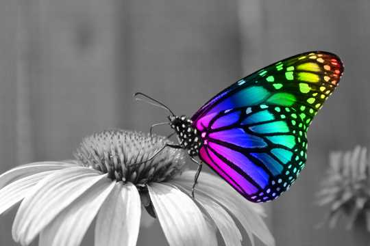 梦幻的彩色蝴蝶图片