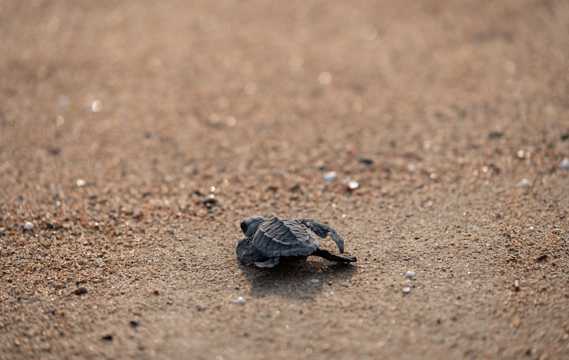 沙地上的小乌龟图片