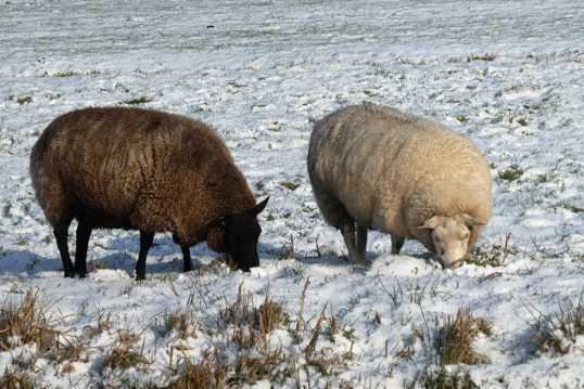 冬日雪地绵羊图片