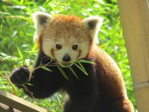 正在吃竹叶的小熊猫图片