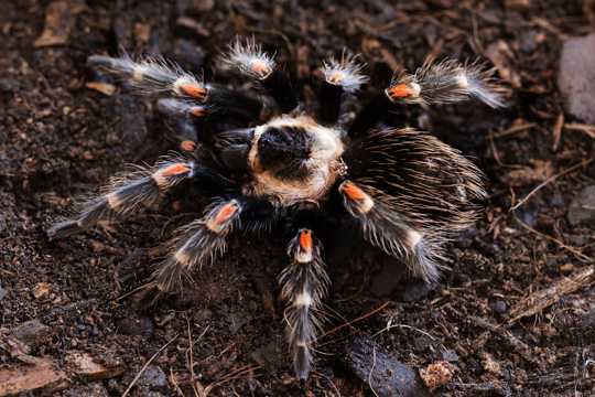 惊悚有毒的蜘蛛图片