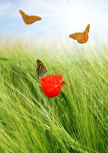 绿野中的红花蝴蝶图片