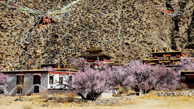 西藏雍仲林寺景象图片