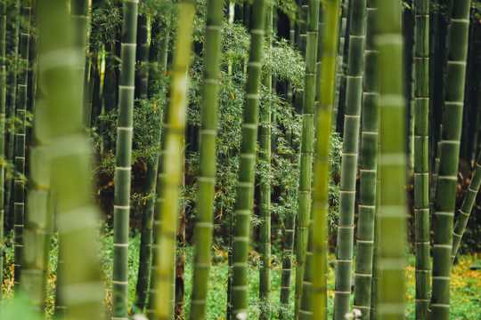 伫立的竹子图片
