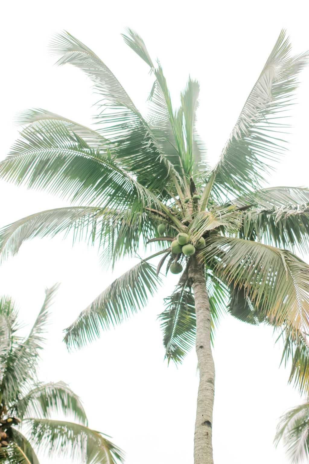 椰子树低角度拍摄图片