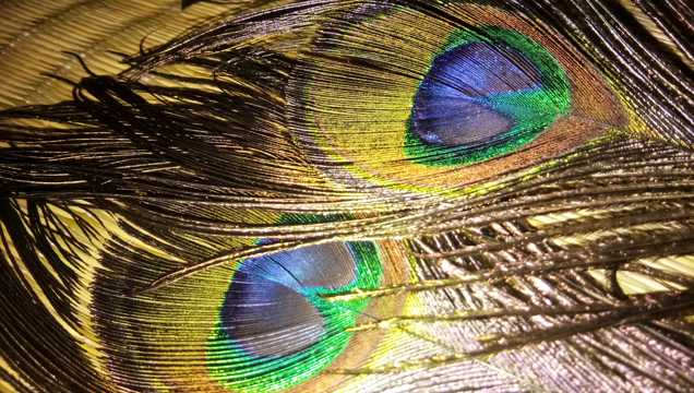色彩斑斓的孔雀羽毛
