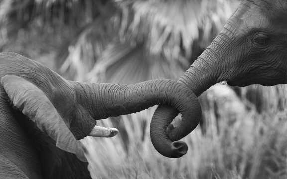 大象黑白图片