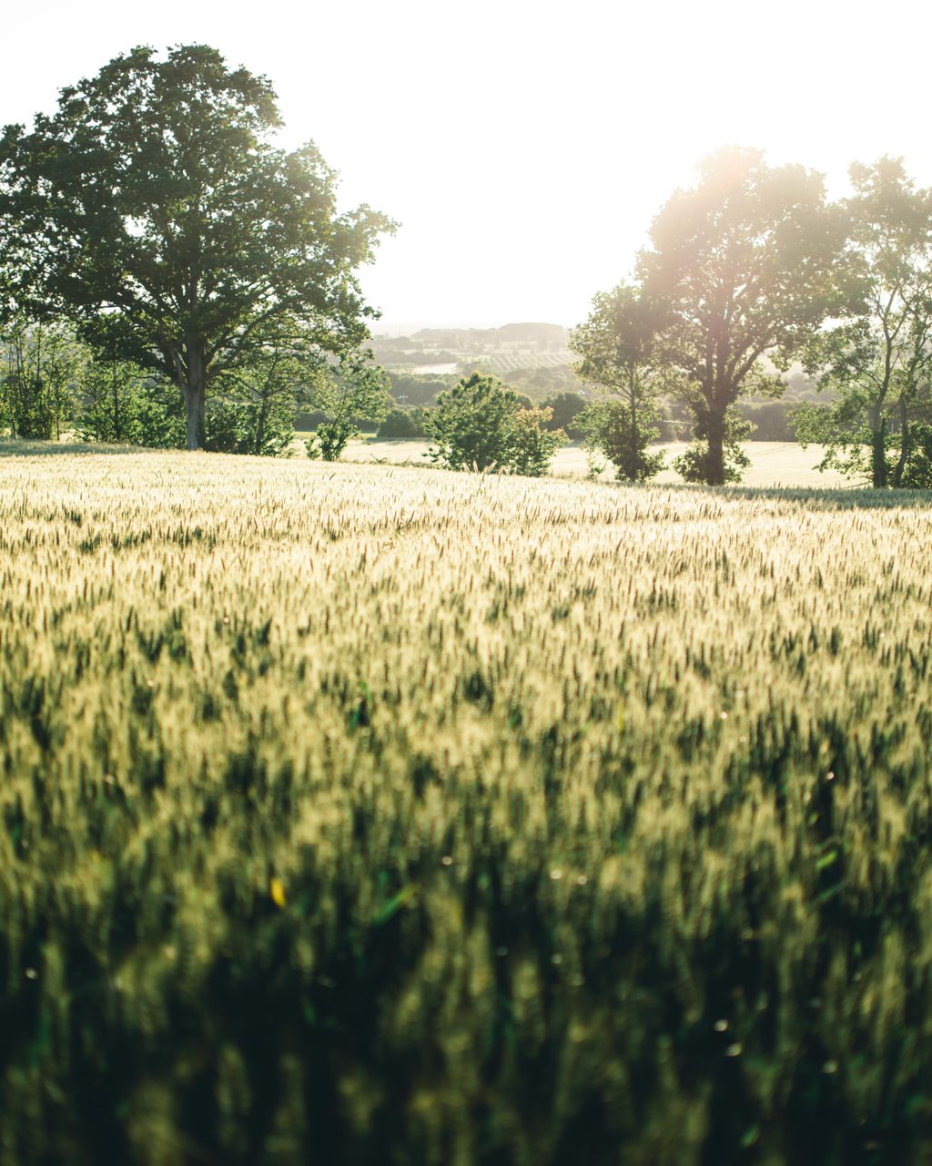 绿色麦田景物图片