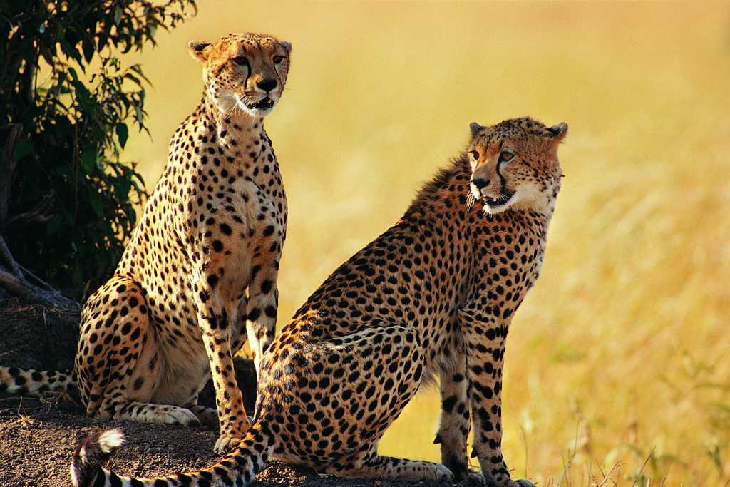 草原上两只非洲猎豹