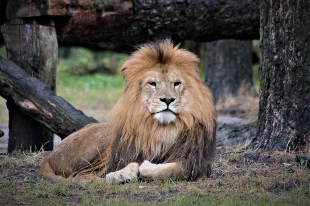 趴在地上休息的野生大狮子