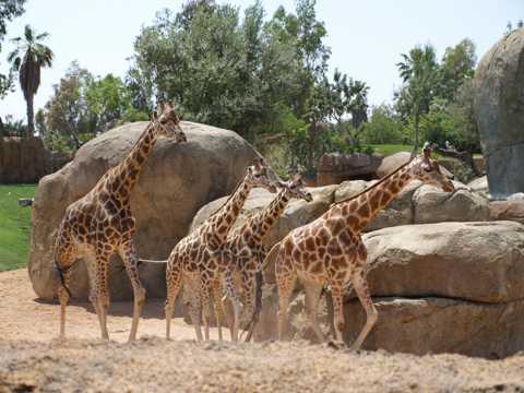 一群长颈鹿高清图片
