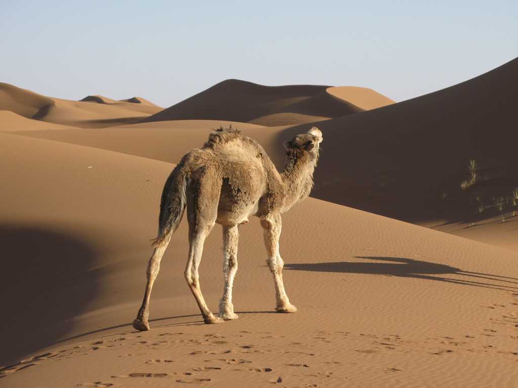 戈壁中步行骆驼图片