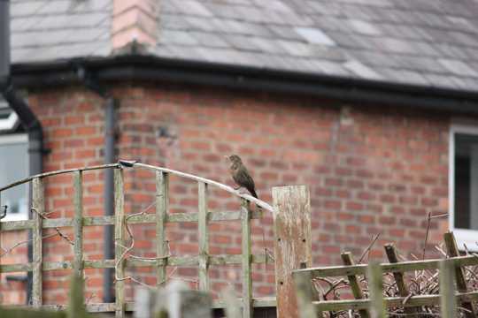 木栅栏上的小鸟图片