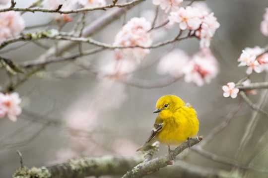 春季小鸟唯美境界图片