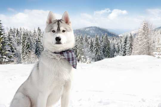 雪中的西伯利亚雪橇犬图片