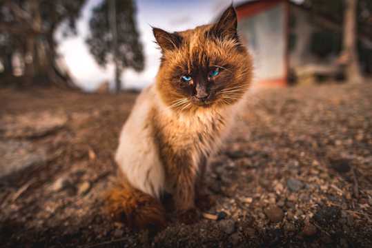 可人泰国暹罗猫图片