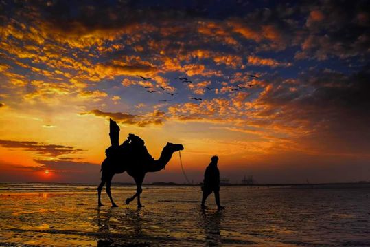 夕阳下的骆驼