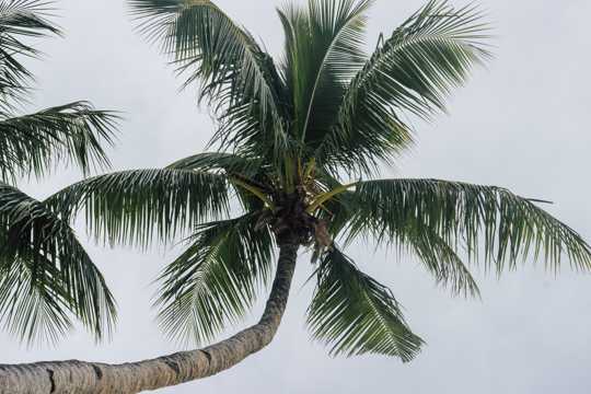夏日椰树图片
