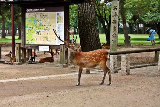 温驯的奈良小鹿