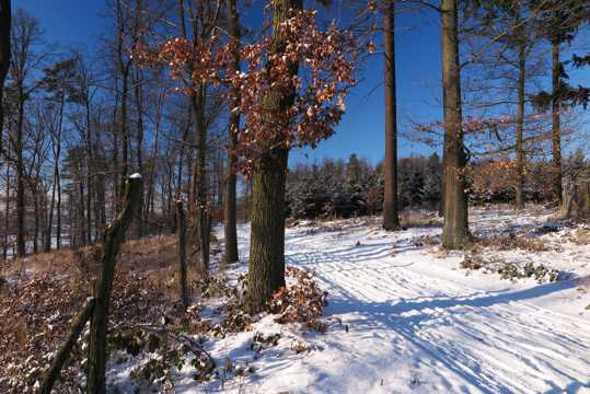 冬日丛林雪景图片
