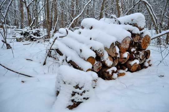 雪地上的木材堆图片