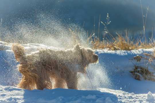 雪中的长毛狗图片