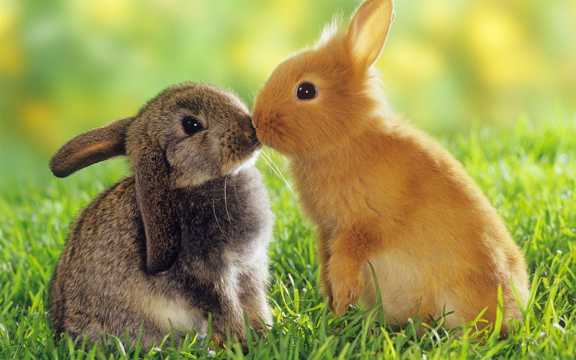 草地上的两只萌宠兔子