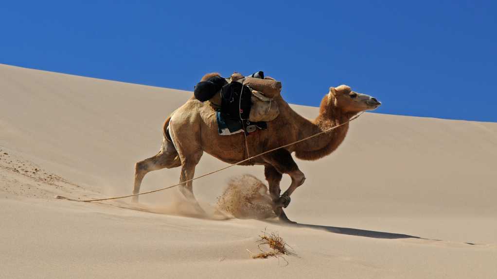 沙漠里的骆驼