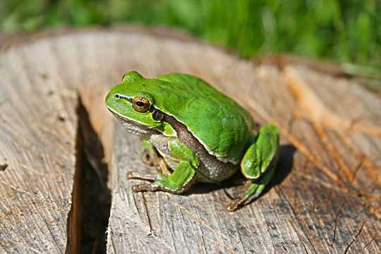 木头上的青蛙图片