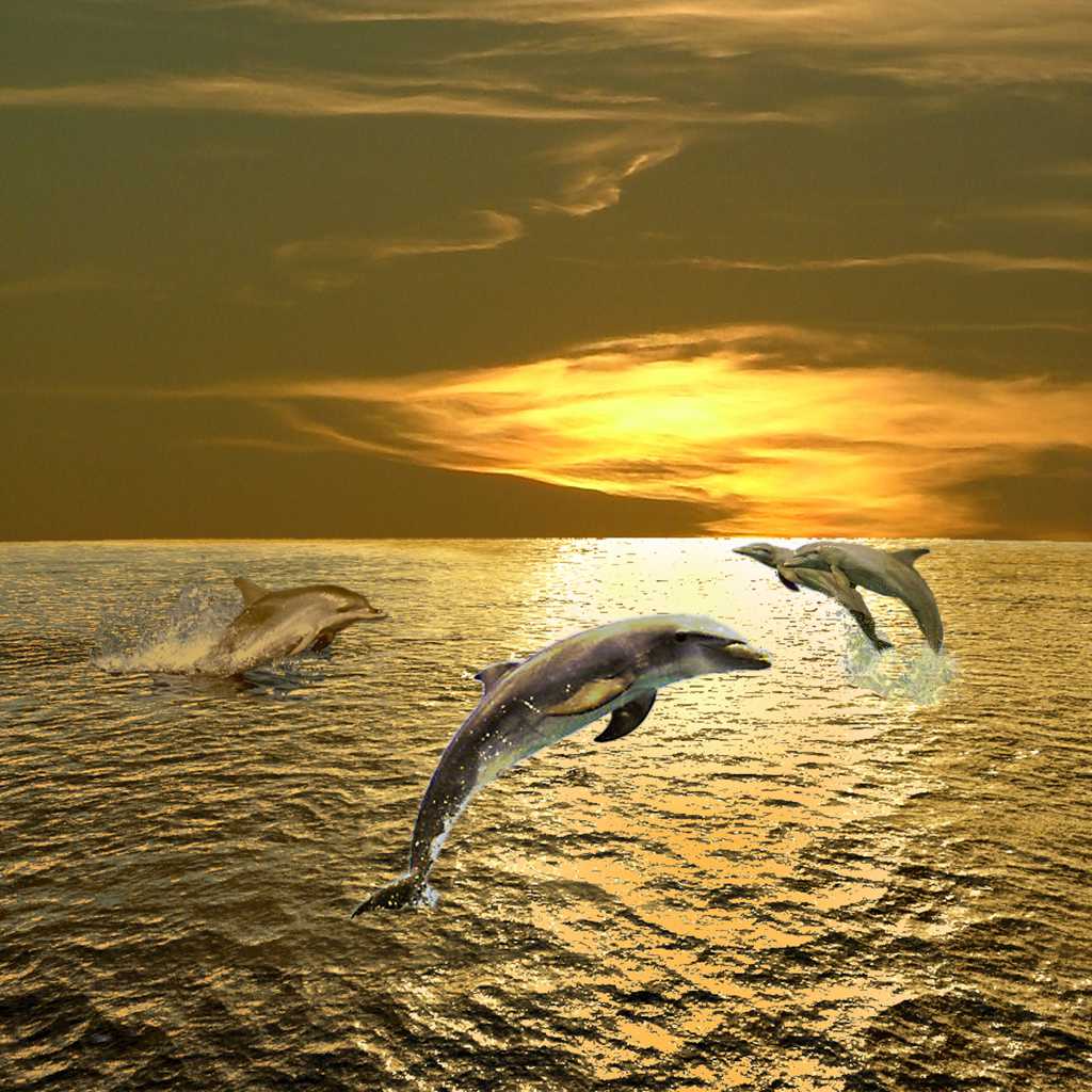 高清可人海豚图片下载