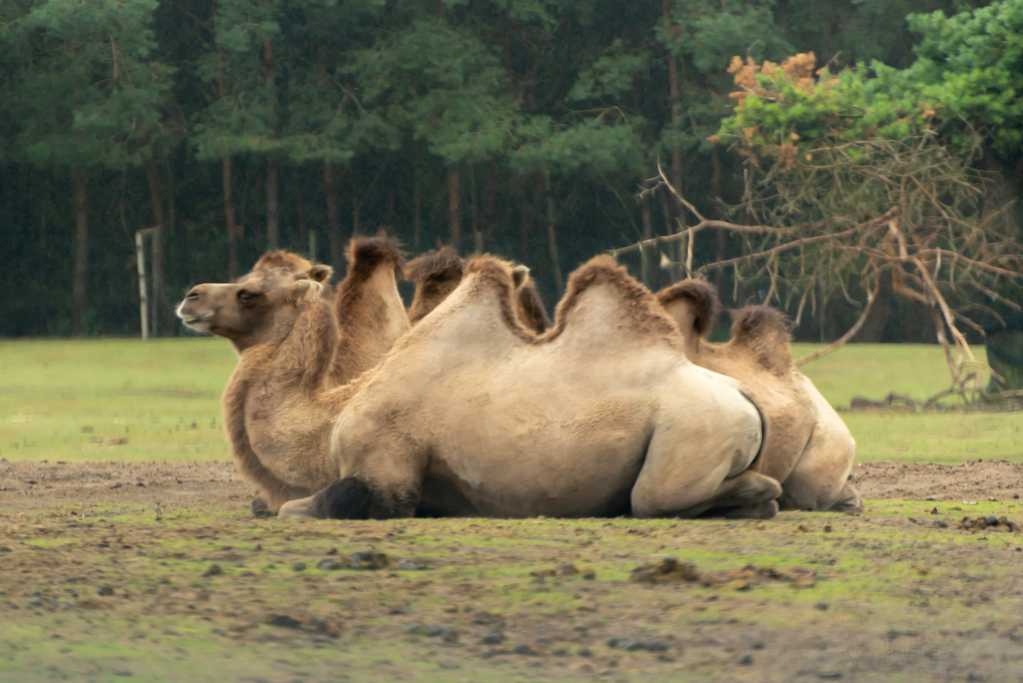 草地上的骆驼