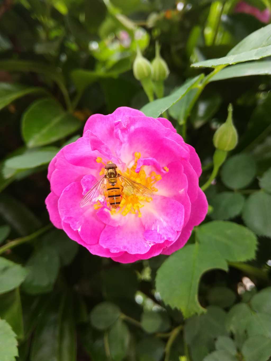 鲜花上的小蜜蜂图片