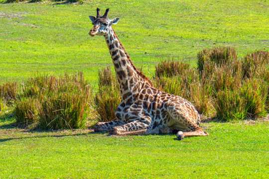 在草地上休息的长颈鹿