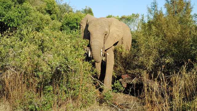 树林里的野生大象图片