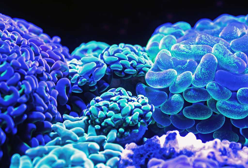 绚烂的珊瑚图片
