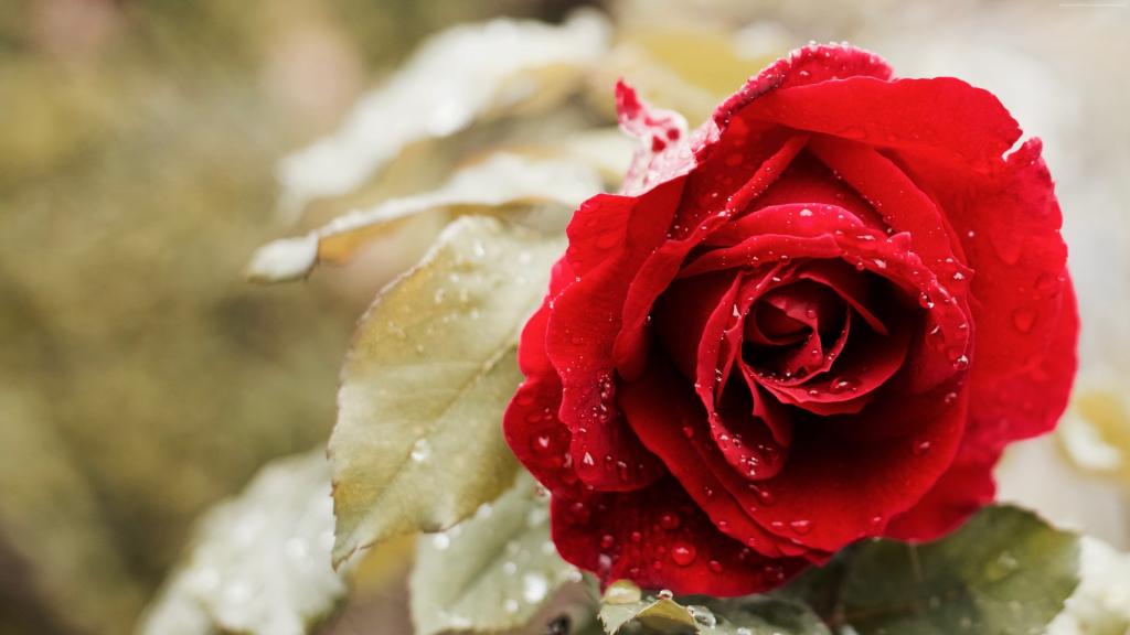 玫瑰,5k,4k壁纸,红色,春天,花（水平）