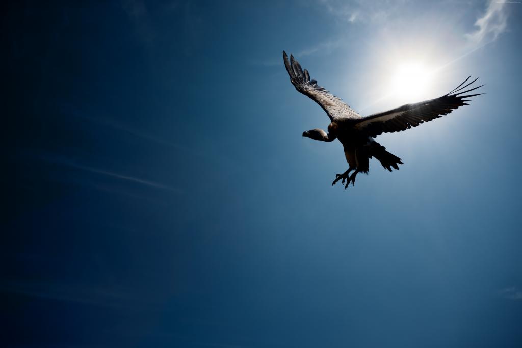 秃鹫,飞行,天空,太阳（水平）