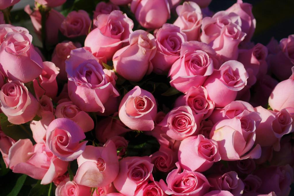 美丽的情人节玫瑰花
