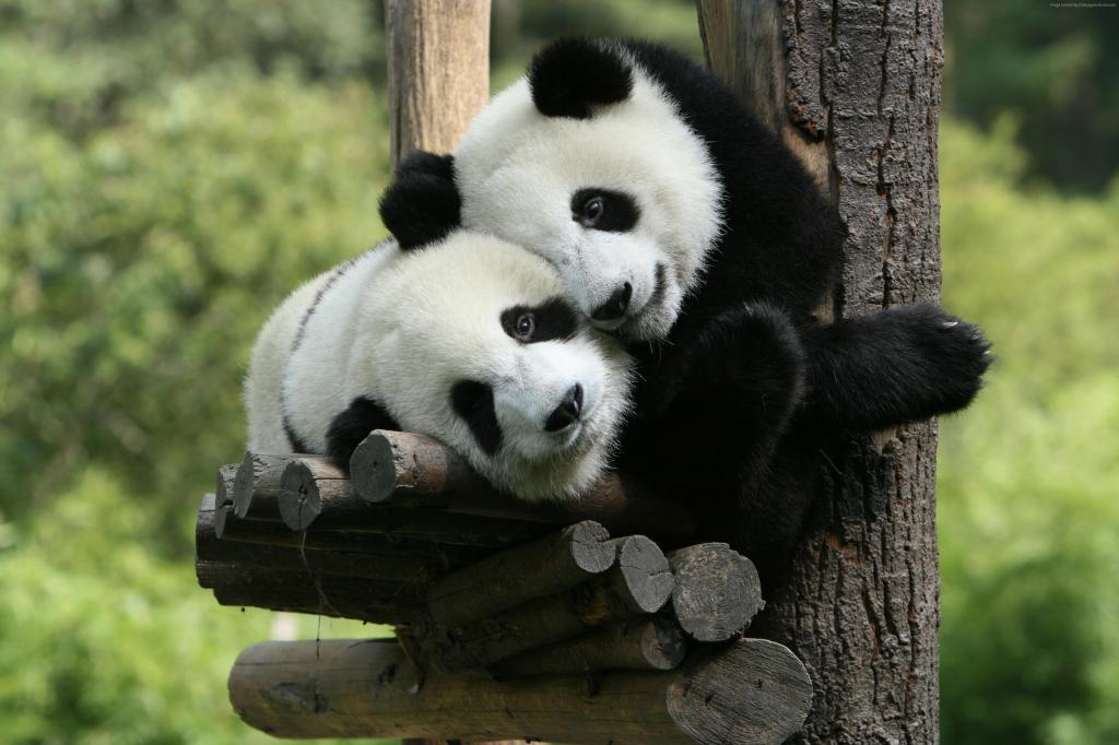 熊猫,大熊猫动物园,中国,可爱的动物（水平）